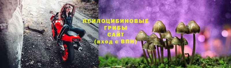 кракен маркетплейс  Камбарка  Галлюциногенные грибы MAGIC MUSHROOMS 